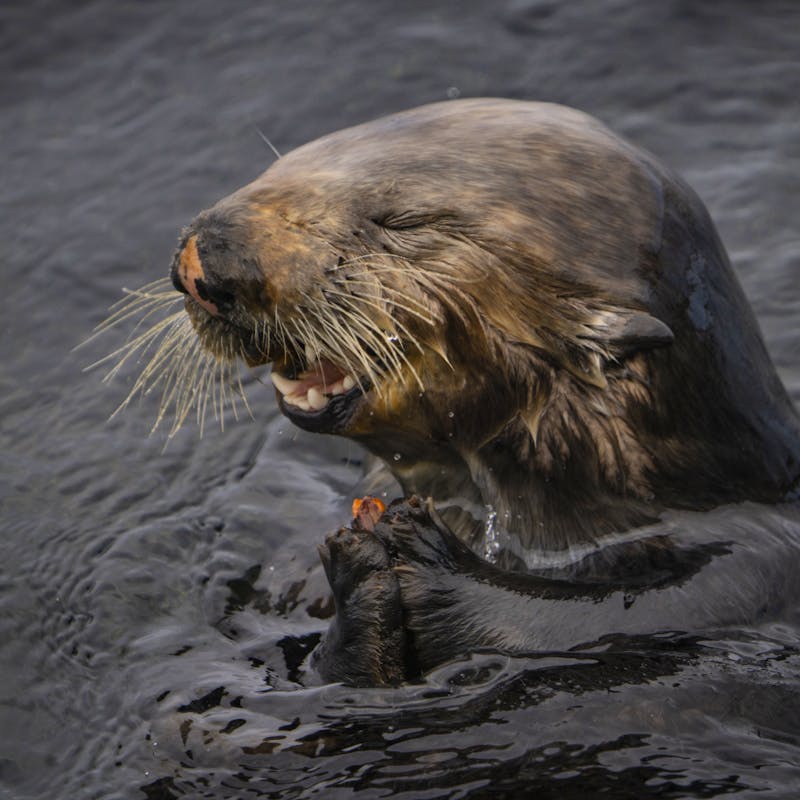 By Justin Grubb- Running Wild Media